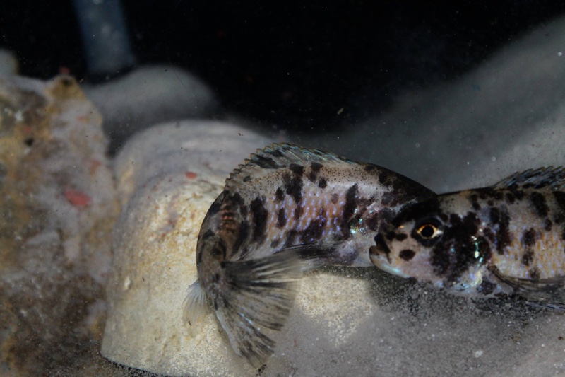 Genyochromis mento 'Lutara Reef (Cove Mountain)'